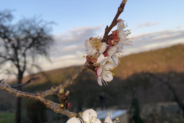 Marillenblüte